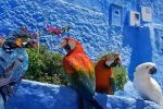 Chefchaouen : Les perroquets de la place Outa El Hammam font partie d'espèces protégées