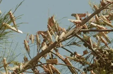 Maroc : Les criquets pèlerins progressent et atteignent le nord d’Agadir