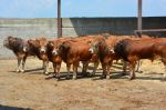 Maroc : Le gouvernement suspend le droit d'importation de bovins domestiques
