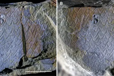 Oldest sea scorpions on earth unearthed in Morocco’s Fezouata Biota