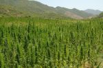 Maroc : Le projet de loi relatif aux usages licites du cannabis adopté en commission