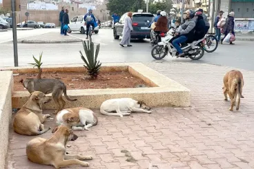 دفتر صحي ورقم تعريفي وغرامات ثقيلة.. تفاصيل مشروع قانون حماية الحيوانات الضالة