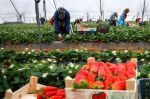 La région de Huelva recrute 4 000 saisonnières marocaines pour la récolte des fraises