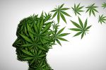 Cannabis : risque de trouble psychotique multiplié par 11 chez les adolescents
