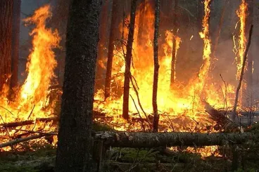 Tétouan : Quatre avions Canadair pour maîtriser un feu de forêt