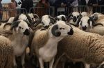 Aïd Al Adha : Le Maroc importe des cargaisons supplémentaires de moutons