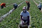 Huelva : Le gouvernement espagnol réduit de 30% le quota des saisonnières marocaines