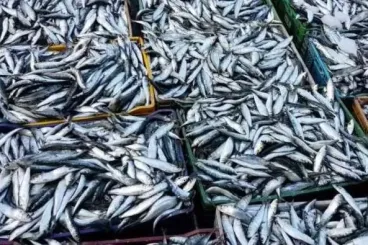 Maroc : Des mesures préventives pour stabiliser les prix de la sardine