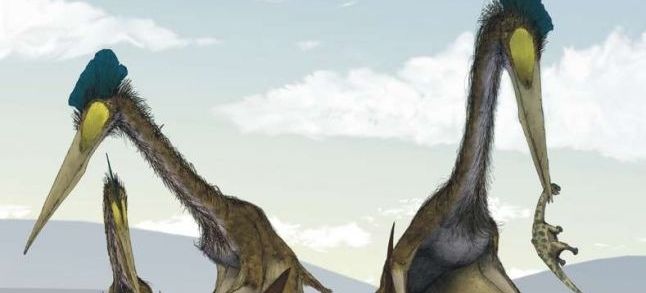 An artist’s interpretation of two giant pterosaurs in the Late Cretaceous. / Ph. DR