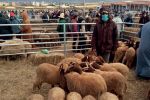 Maroc : Fermeture de souks de bétail de l'Aïd pour non-respect des mesures sanitaires