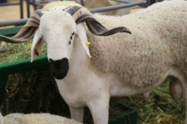 Eid al-Adha prices soar in Morocco as drought impacts sheep herds