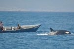 Maroc-Espagne-Portugal : Des bateaux attaqués par des orques agissant en bande organisée