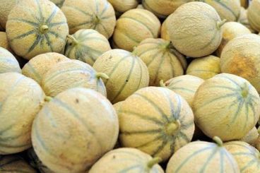 Saisie de 25 tonnes de haschisch dans un camion de melons du Maroc vers la France