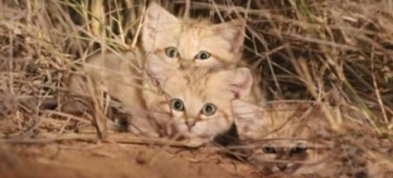 Sand kittens filmed for the first time in Morocco./Ph. Youtube screenshot
