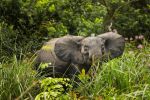 Afrique : 70% de la faune a disparu depuis 1970 (WWF)