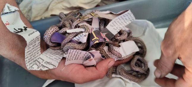 Checkerboard worm lizards seized following a failed smuggle attempt on December 19 in Marrakech. / Ph. ANEF