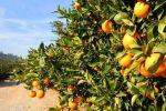 Maroc : La sécheresse et les changements climatiques impactent la production des oranges