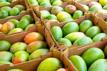 Morocco imports record 21,900 tons of mangoes and guavas in 2025