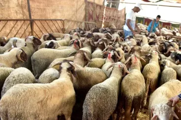 1,15 مليون كساب استفادوا من الشطر الأول من البرنامج الوطني لإعادة تشكيل القطيع الوطني 