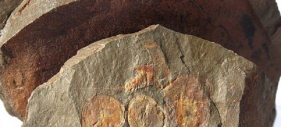 Fossils of Stylophorans./Ph. DR