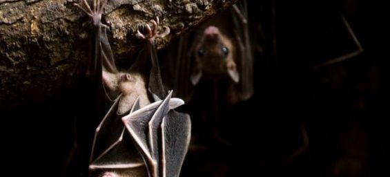 Bats./Ph. DR