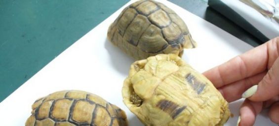 The three Moroccan tortoises./Ph. DR