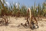 Maroc : La campagne agricole démarre avec le niveau le plus bas de barrages en 10 ans