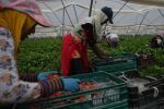 Espagne : La prochaine saison des fraises concernera 11 000 ouvrières marocaines