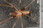 Découverte au Maroc d'une nouvelle espèce d'araignées aranéomorphes