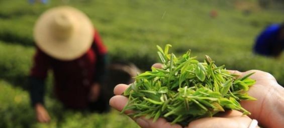 Chinese tea. / Ph. DR