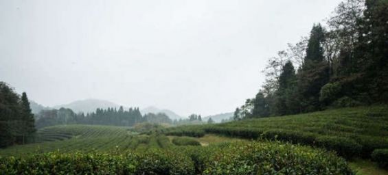 Hunan, a Province in China known for tea production. / Ph. DR