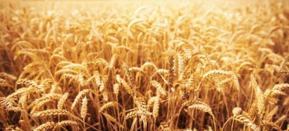 Morocco to implement a customs duty on soft wheat imports