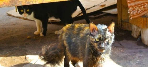 Stray cats in Morocco. / Ph. DR