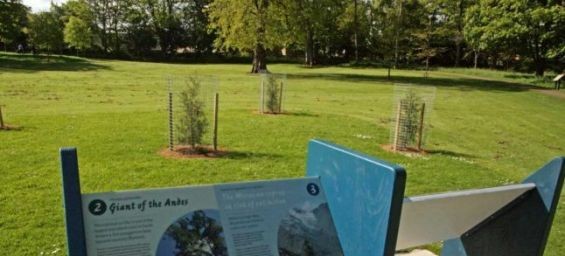 Trees planted in North Berwick in Scotland. / Ph. East Lothian Courier