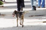 Casablanca construit une fourrière pour chiens et chats errants à 8 MDH