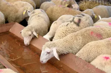 Morocco sees livestock growth to 32.8 million as replenishment measures take effect