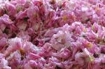 Maroc : Une production prévisionnelle de 4 800 tonnes de rose à parfum