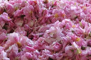 Maroc : Une production prévisionnelle de 4 800 tonnes de rose à parfum