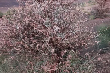 الجراد الصحراوي يهدد واحات الرشيدية.. ومطالب بتدخل عاجل لحماية محصول التمور