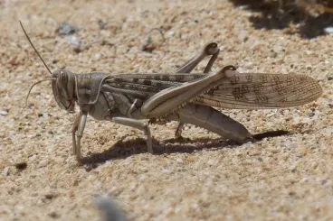 Morocco braces for escalating locust outbreak as FAO issues warning