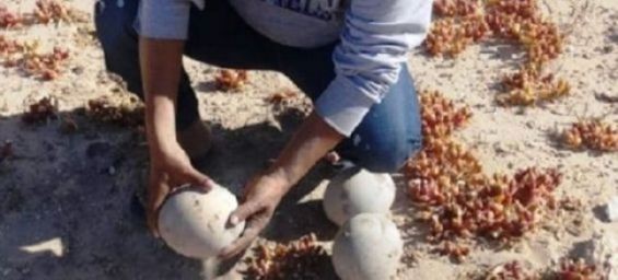 A group of researchers discovers North African ostrich eggs in southern Morocco. / Ph. Mohammed Fathi - Association ‘Nature Initiative’