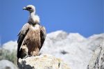 Maroc : Reproduction du vautour fauve pour la première fois depuis 40 ans