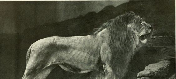 Sultan, an extinct Barbary lion held in New York Zoological Gardens in the early 1900s. / Ph. DR
