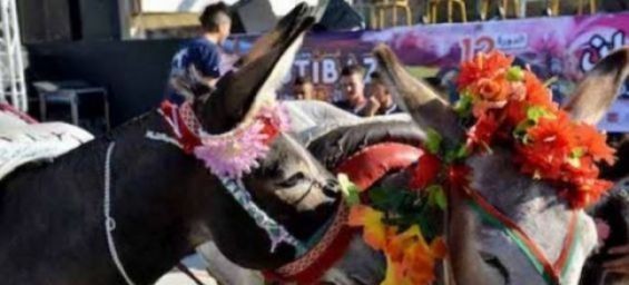 A donkey festival in Morocco. / Ph. DR