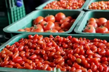Spain flags cadmium in Moroccan tomato shipment