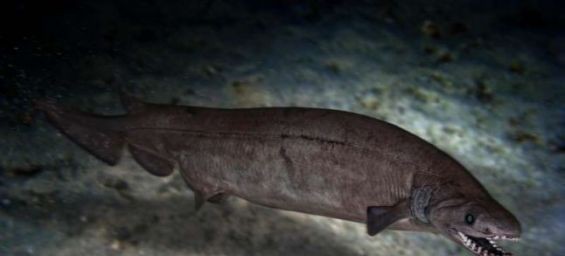 Phoebodus, an ancient shark that lived in Morocco. / Ph. DR