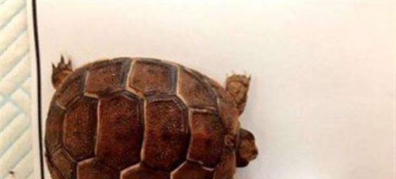 The tortoises found were between 5-7cm long. / Kent Police