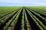 Maroc-Algérie : Vers une agriculture complémentaire
