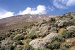 Biodiversité : 951 plantes n'existent qu'au Maroc