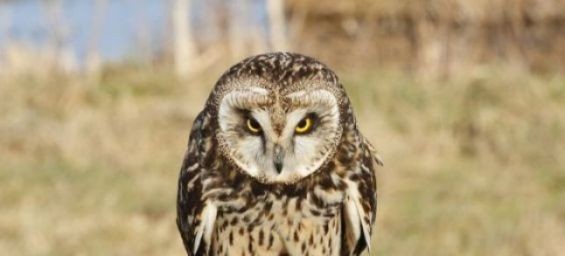 Short-eared owl. / DR